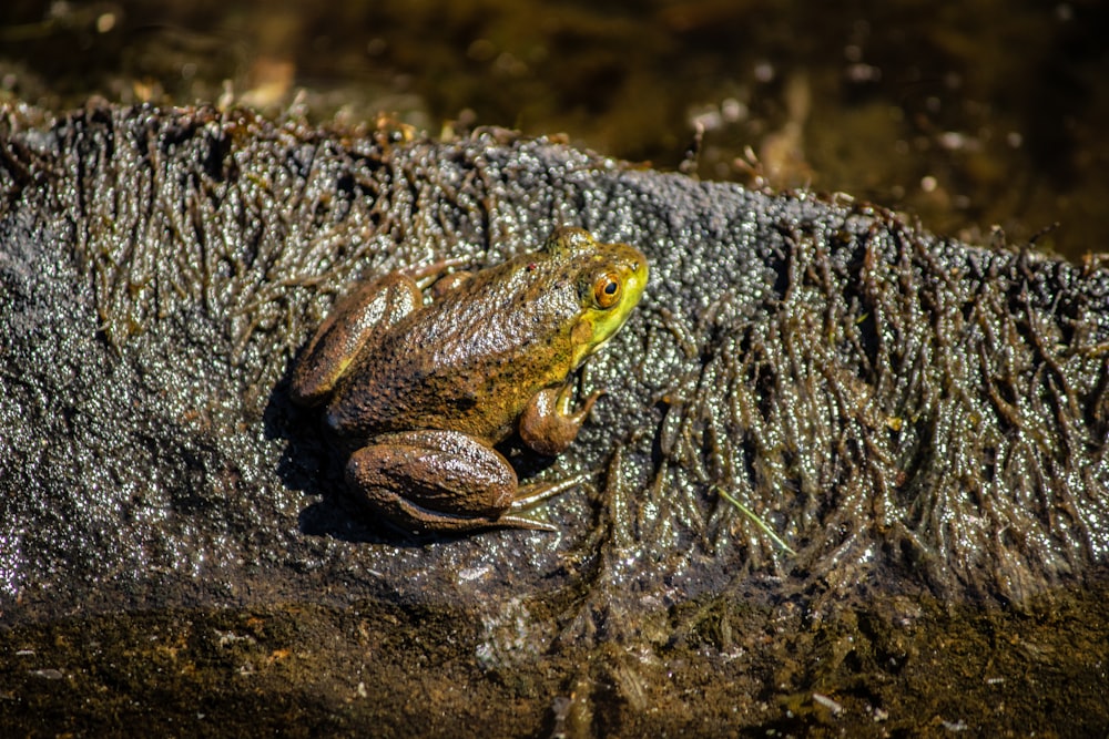 close up photography of brown frog