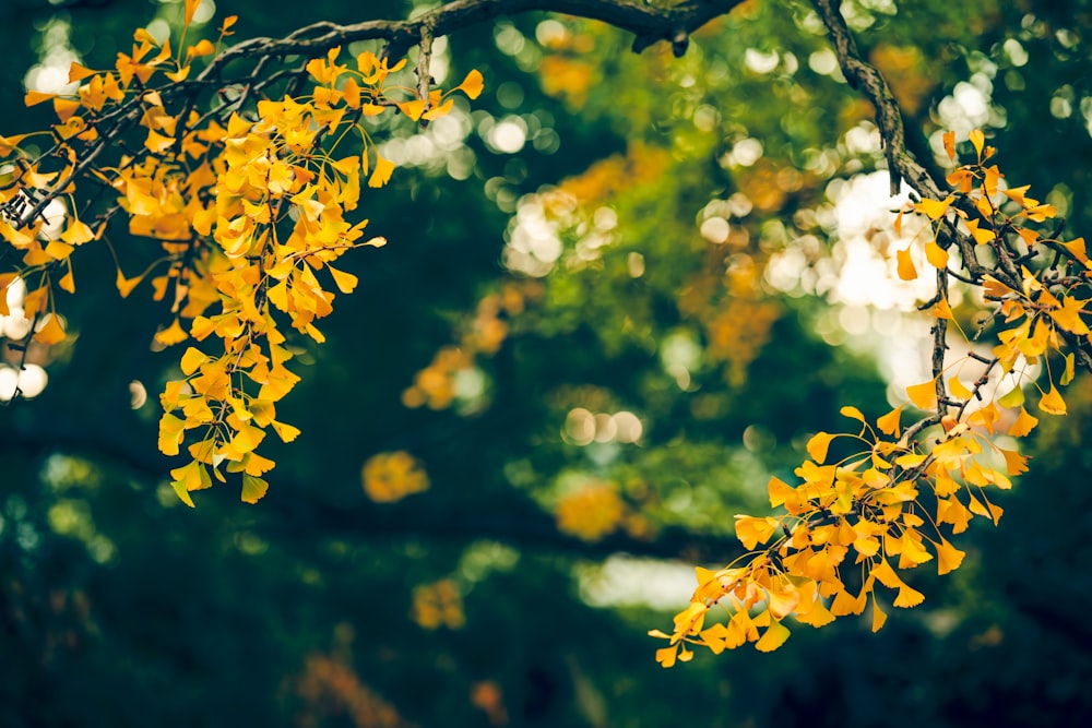 yellow tree