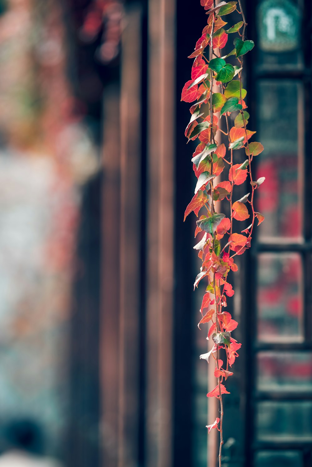 close-up photo of hanging red and green vine