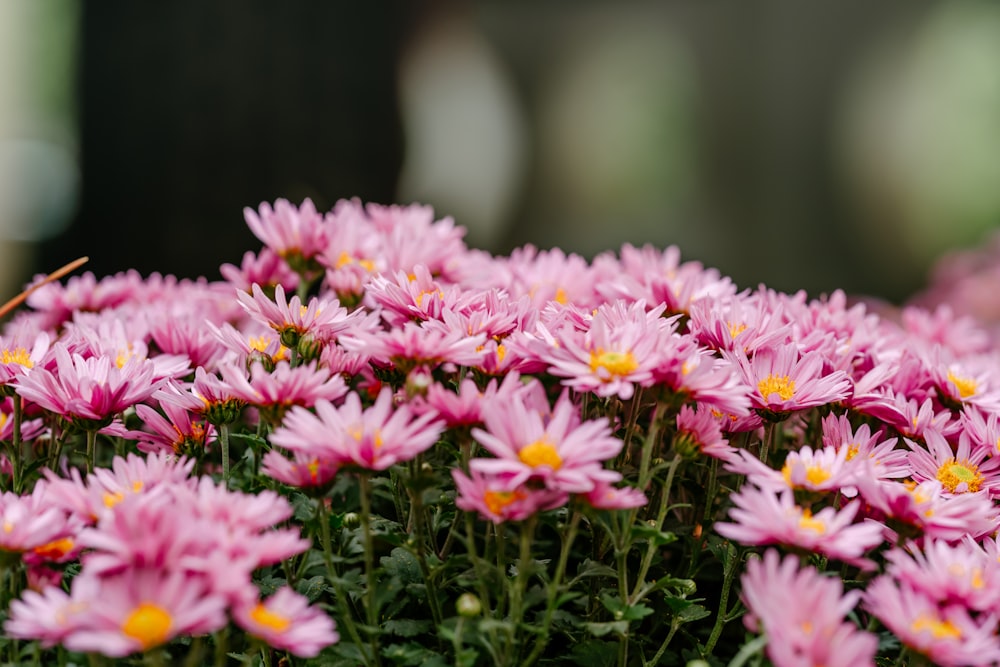 shallow focus photo of purple flowers