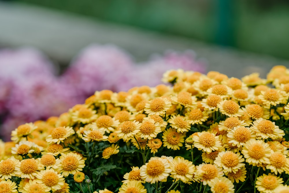 field if yellow petaled flowers