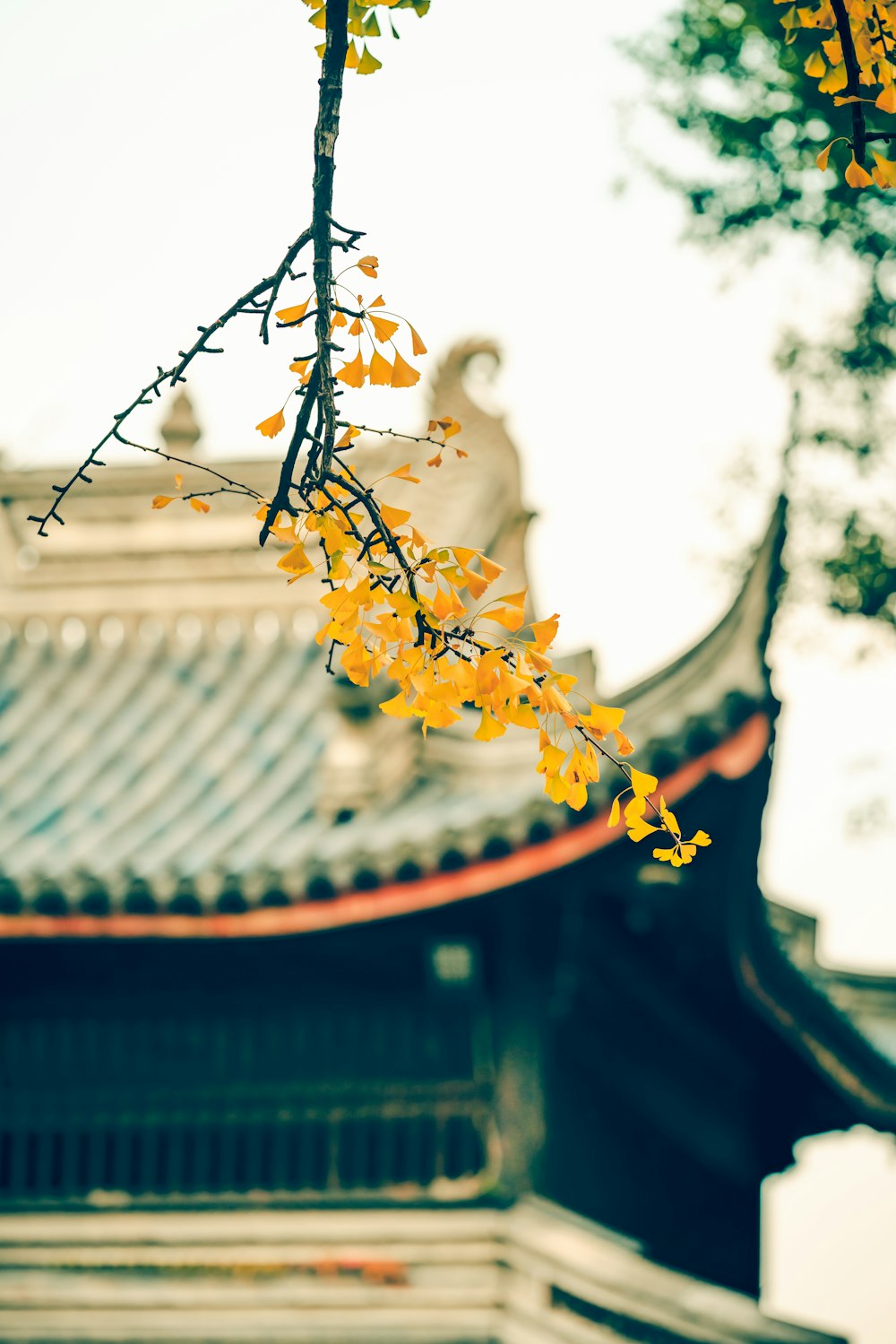 selective-focus photograph of yellow leaf