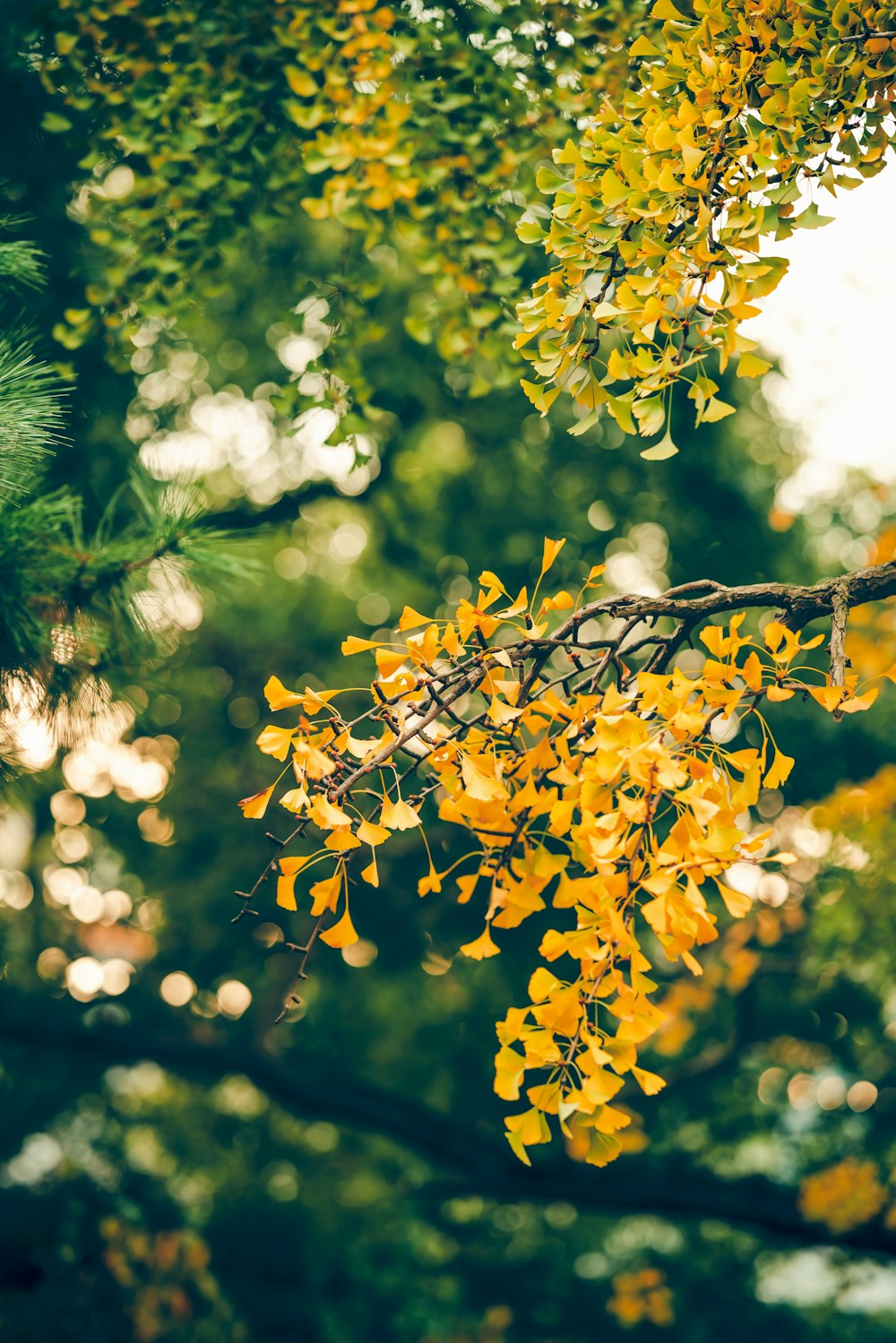 foto a fuoco superficiale di foglie gialle