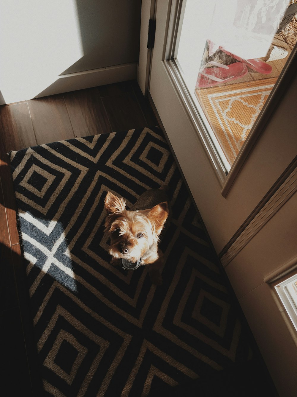 long-coated brown dog beside full-glass door