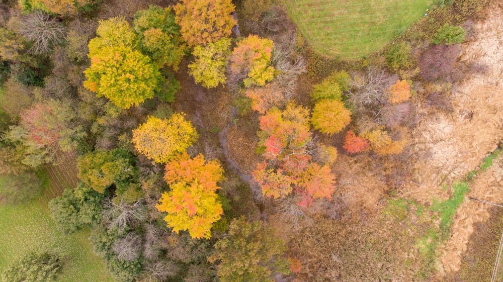 an aerial view of a forest with lots of trees