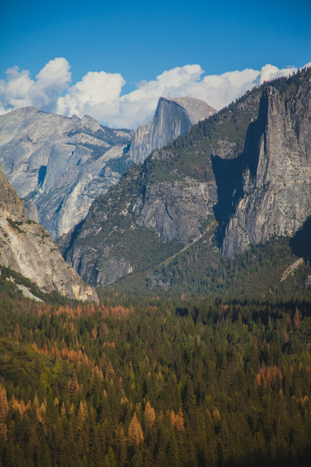 pine trees in forest