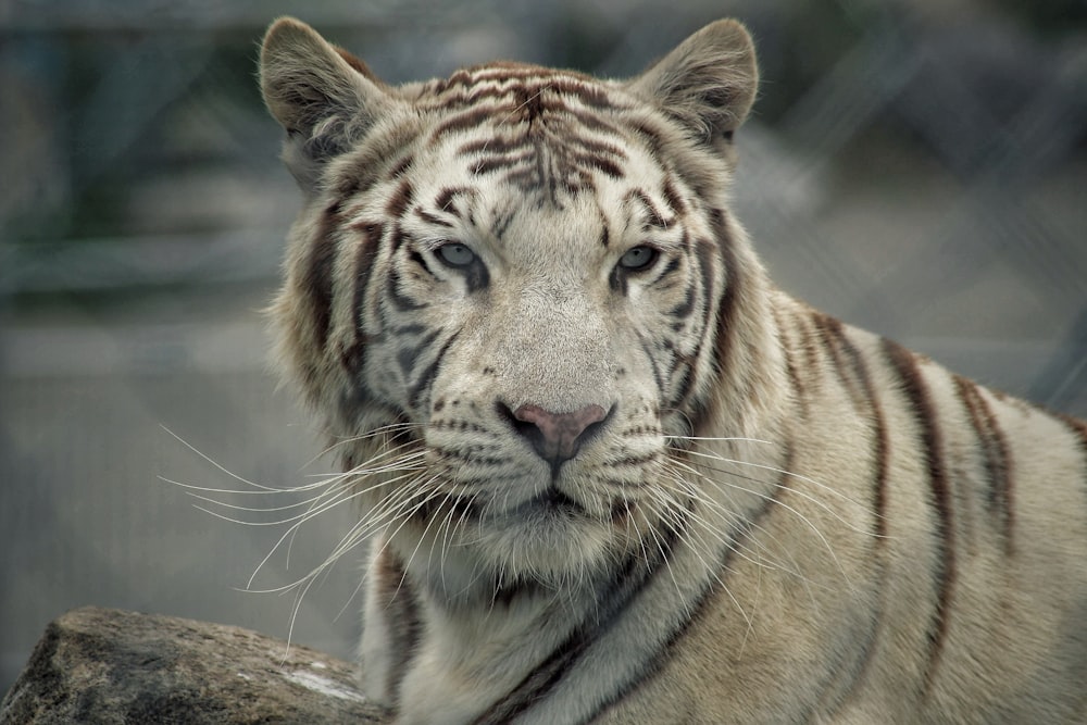 selective-focus photograph of tiger