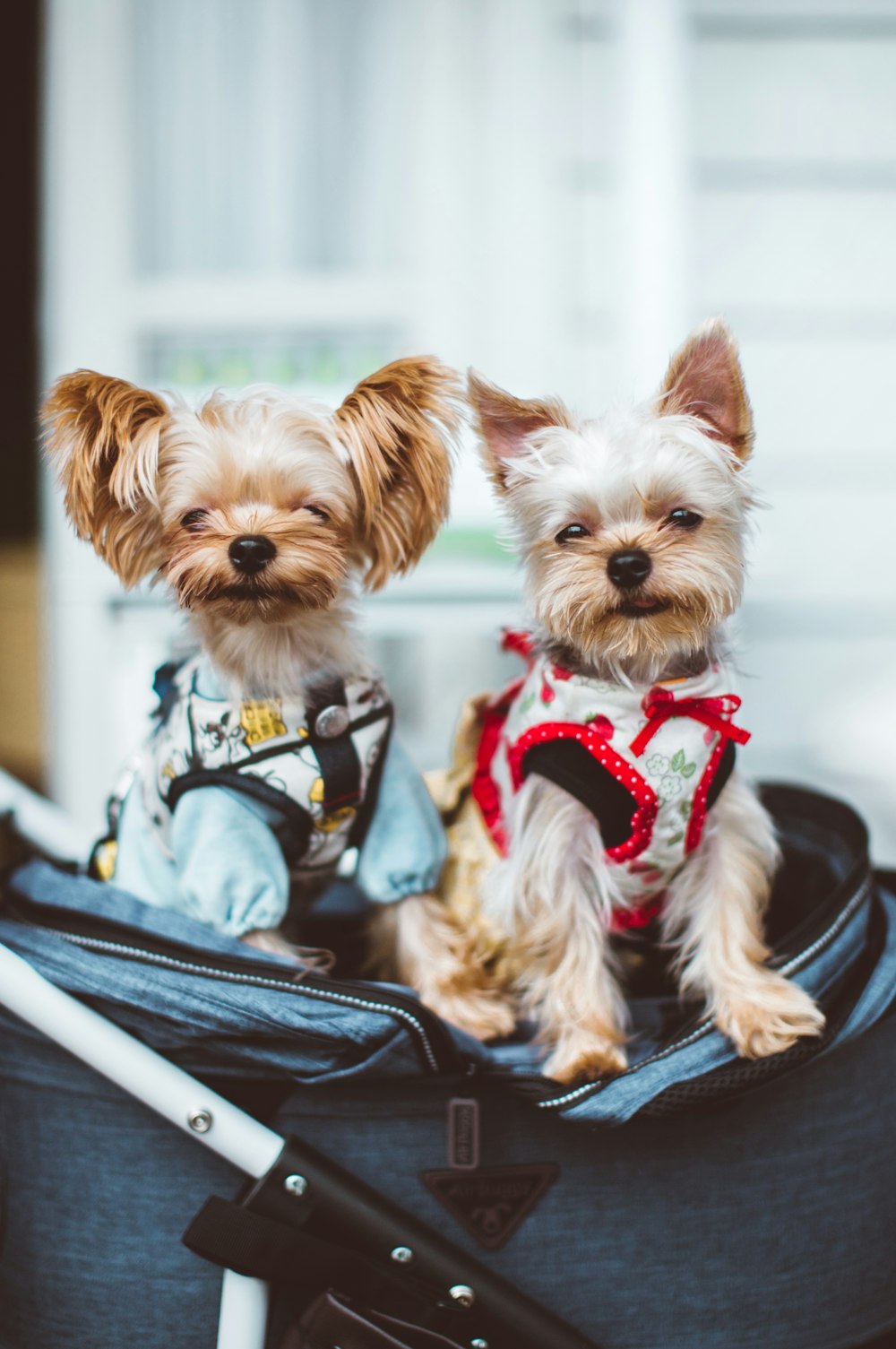 Dos cachorros marrones