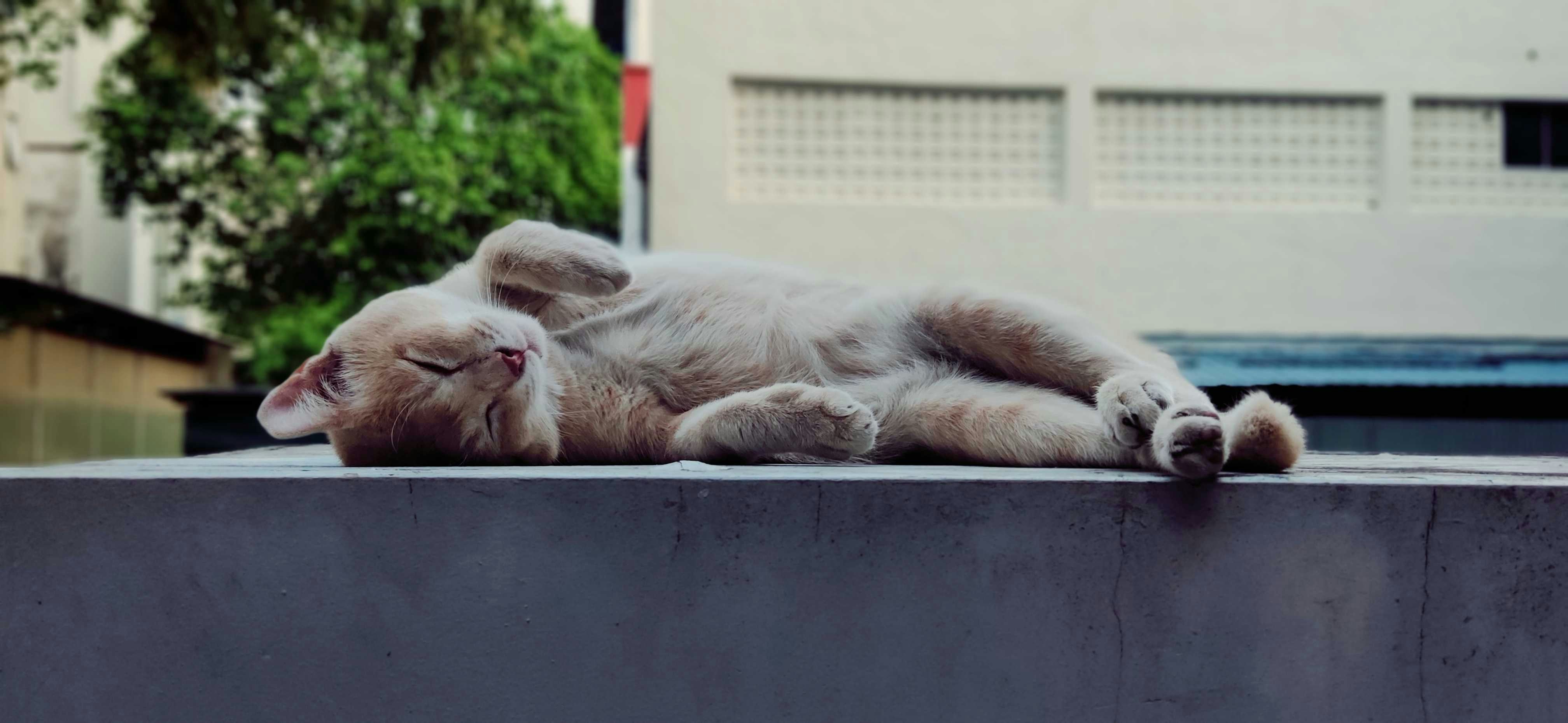 orange tabby cat lying on pavement