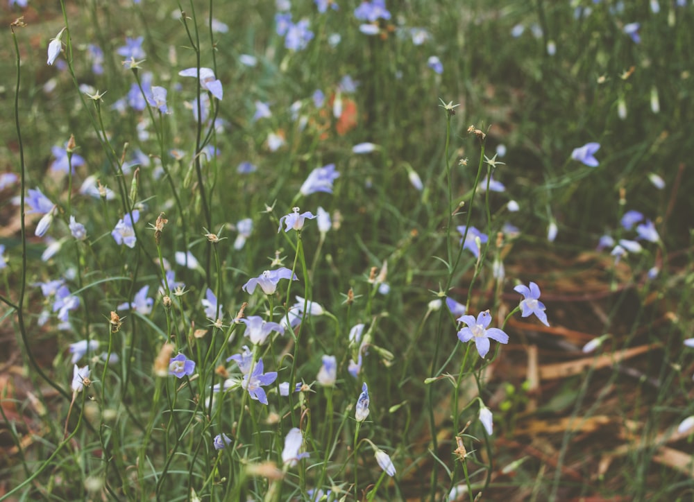 blue flower field during daytime