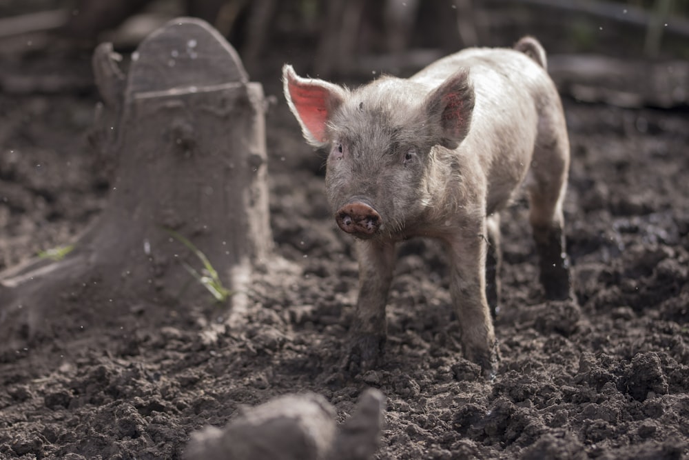 Ferkel auf Schlamm