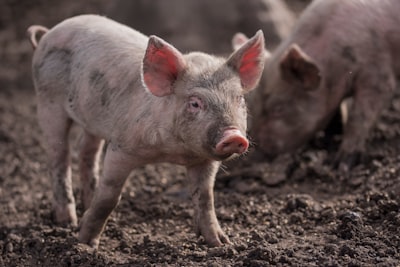 piglets on mud pig zoom background