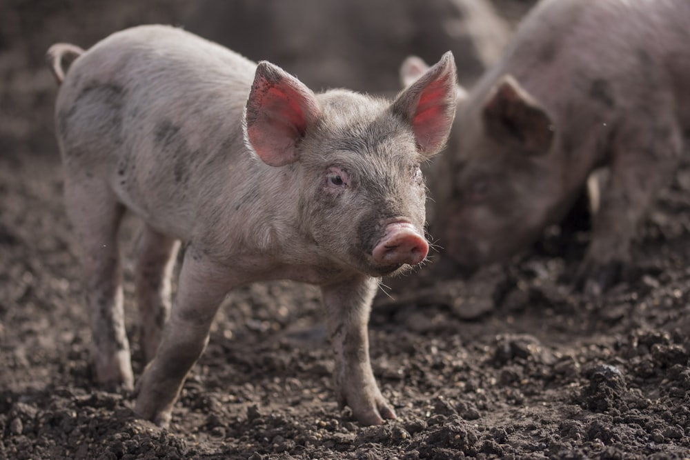 piglets on mud