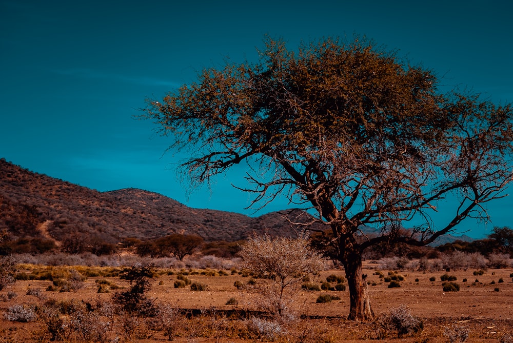 brown tree in desert