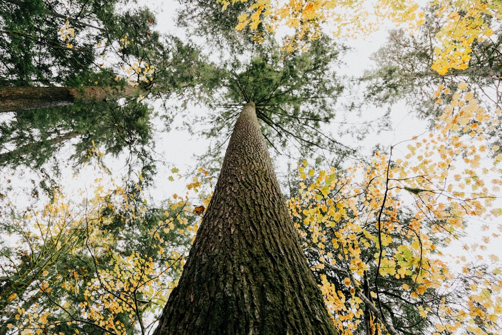 Fotografia dal basso degli alberi durante il giorno