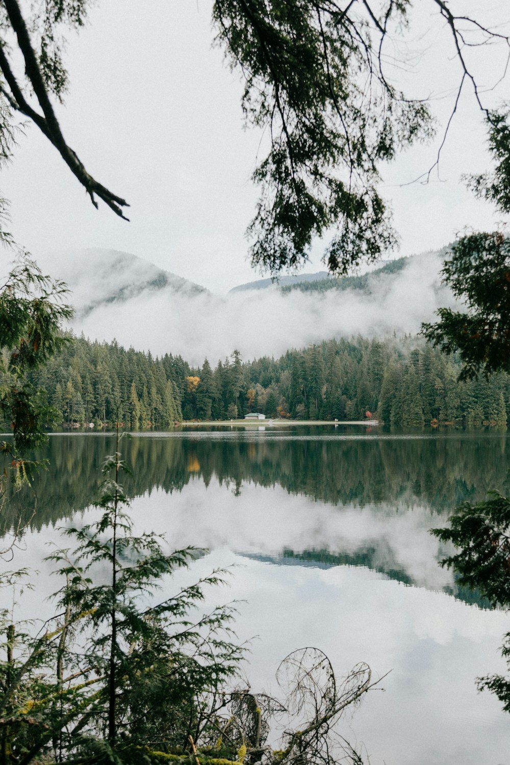 green trees beside calm body of water