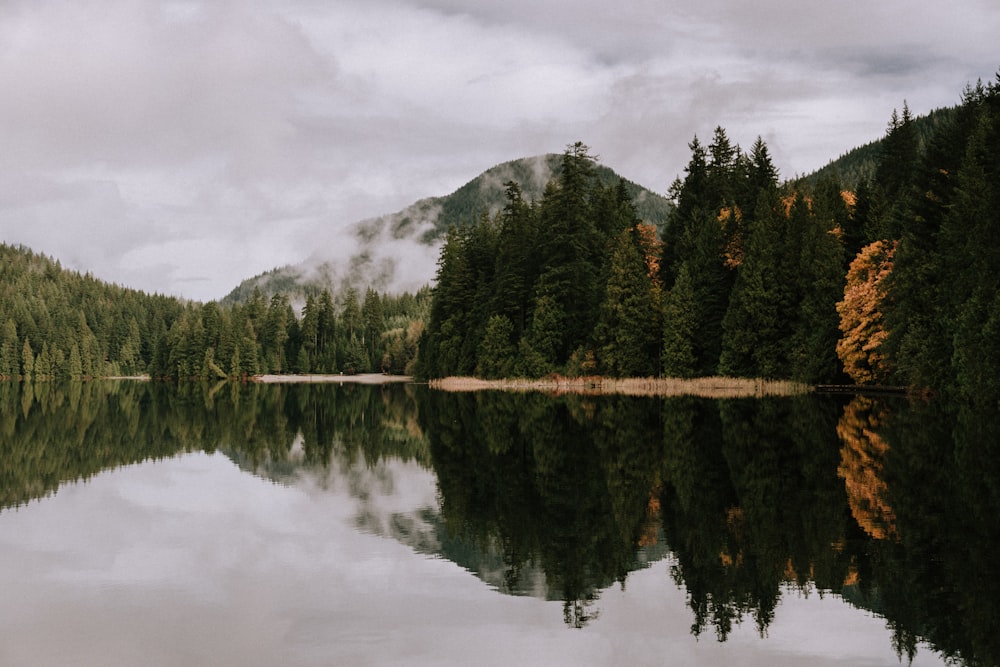 green trees near body of water under cloudy sky