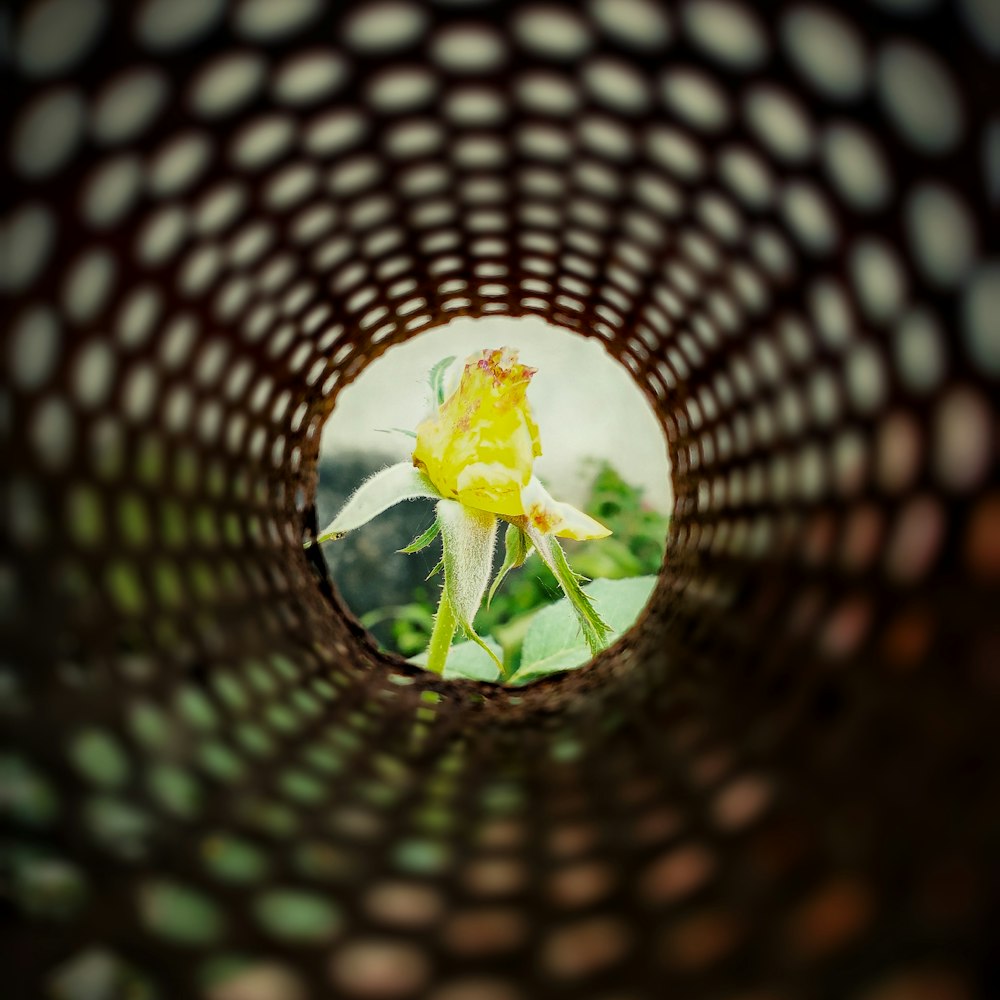 yellow-petaled flower