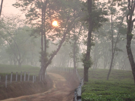 Scenic view of a misty coffee plantation in Coatepec with sunlight filtering through the trees.
