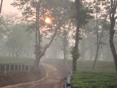Scenic view of misty tea mountains in Zhangping at dawn with lush green tea bushes.