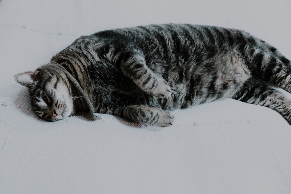black tabby cat lying on white surface