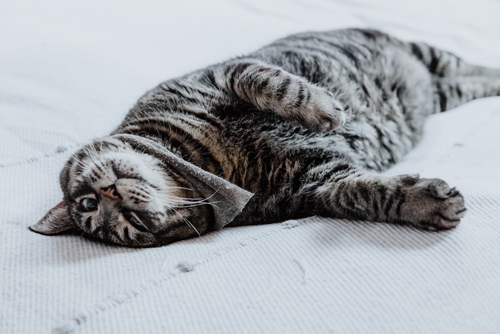 black tabby cat lying on white surface