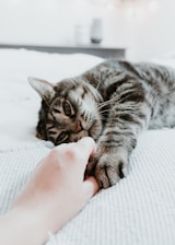 grey cat hiolding a human's hand