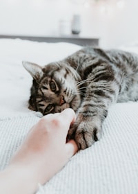 grey cat hiolding a human's hand