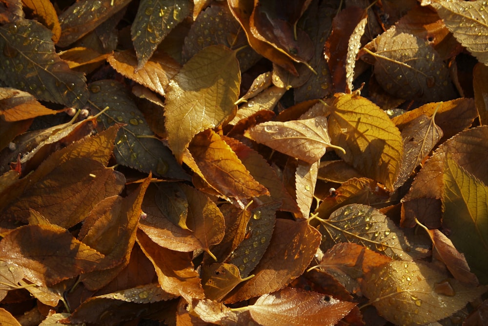 brown leaves