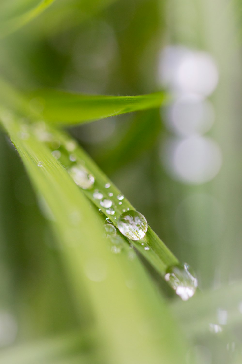 close up photography of water drops on green leaf