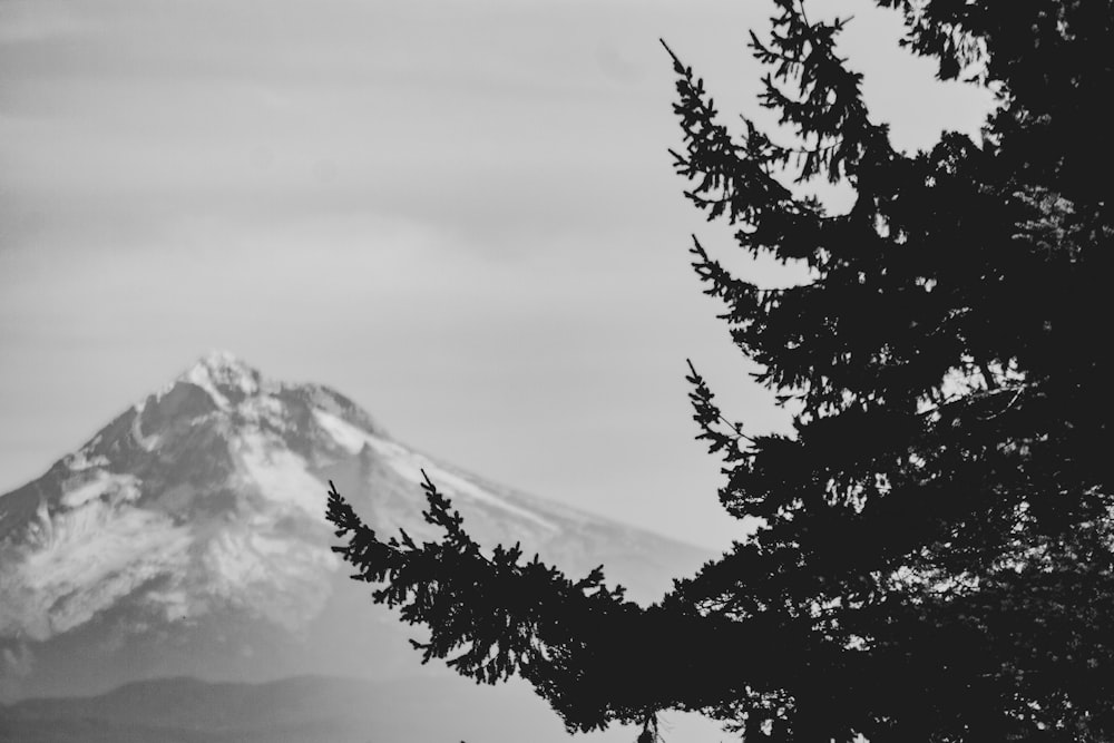 pini verdi vicino alla montagna