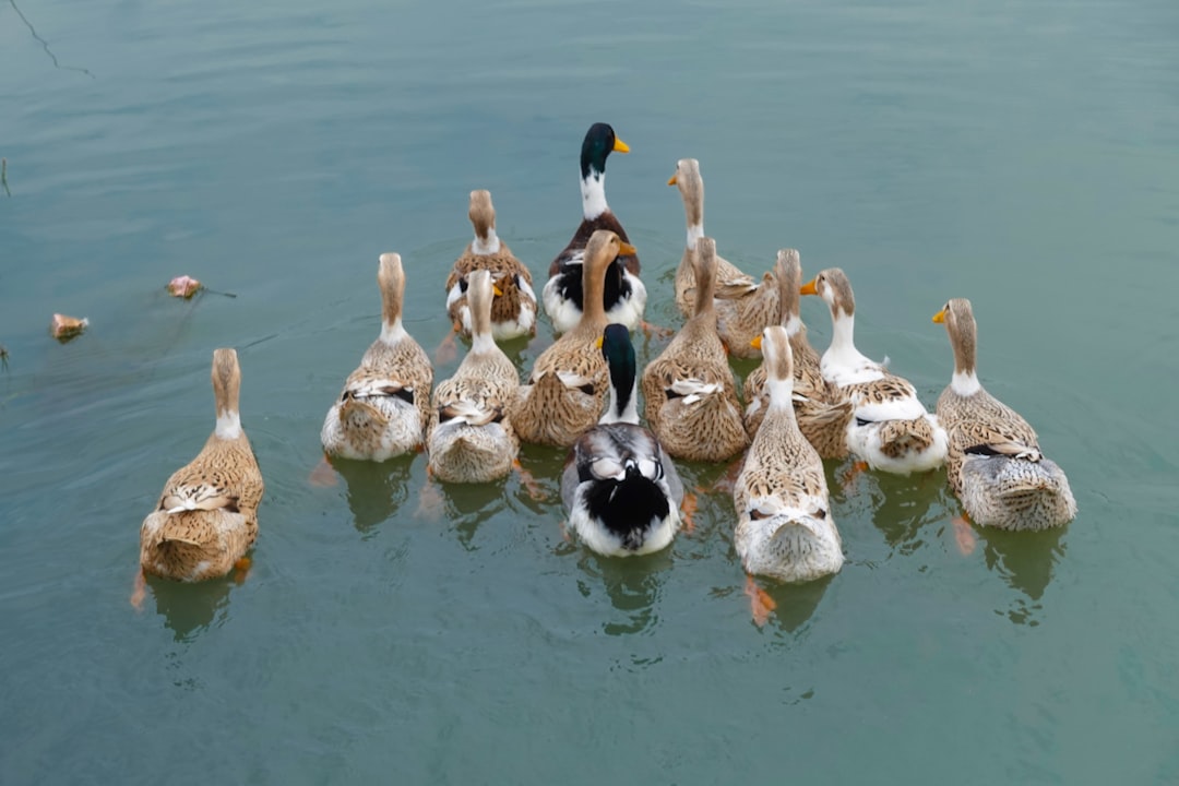 flock of brown ducks on calm body of waetr,