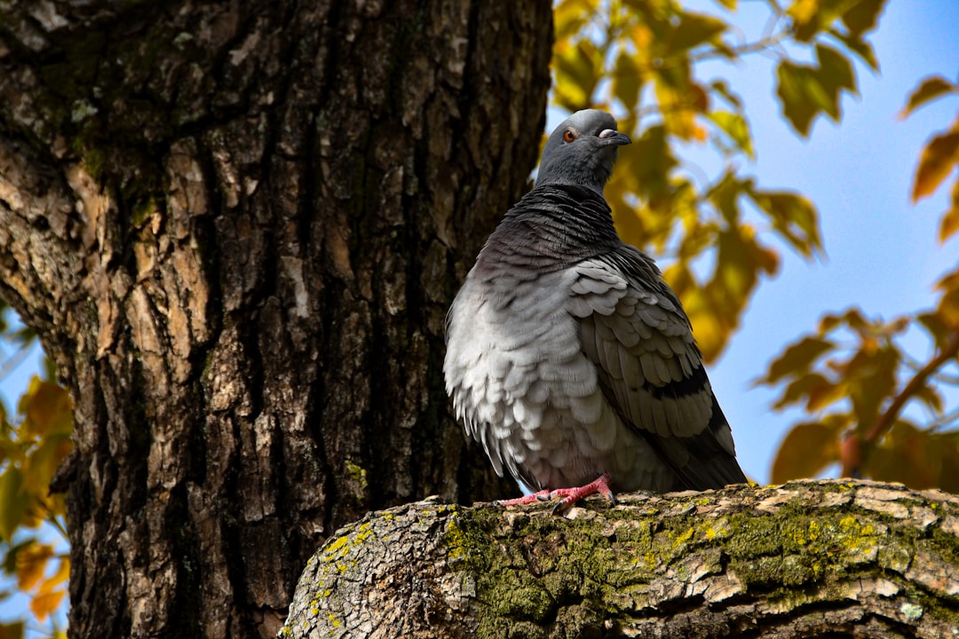 Wildlife photo spot Osakajo Kobe