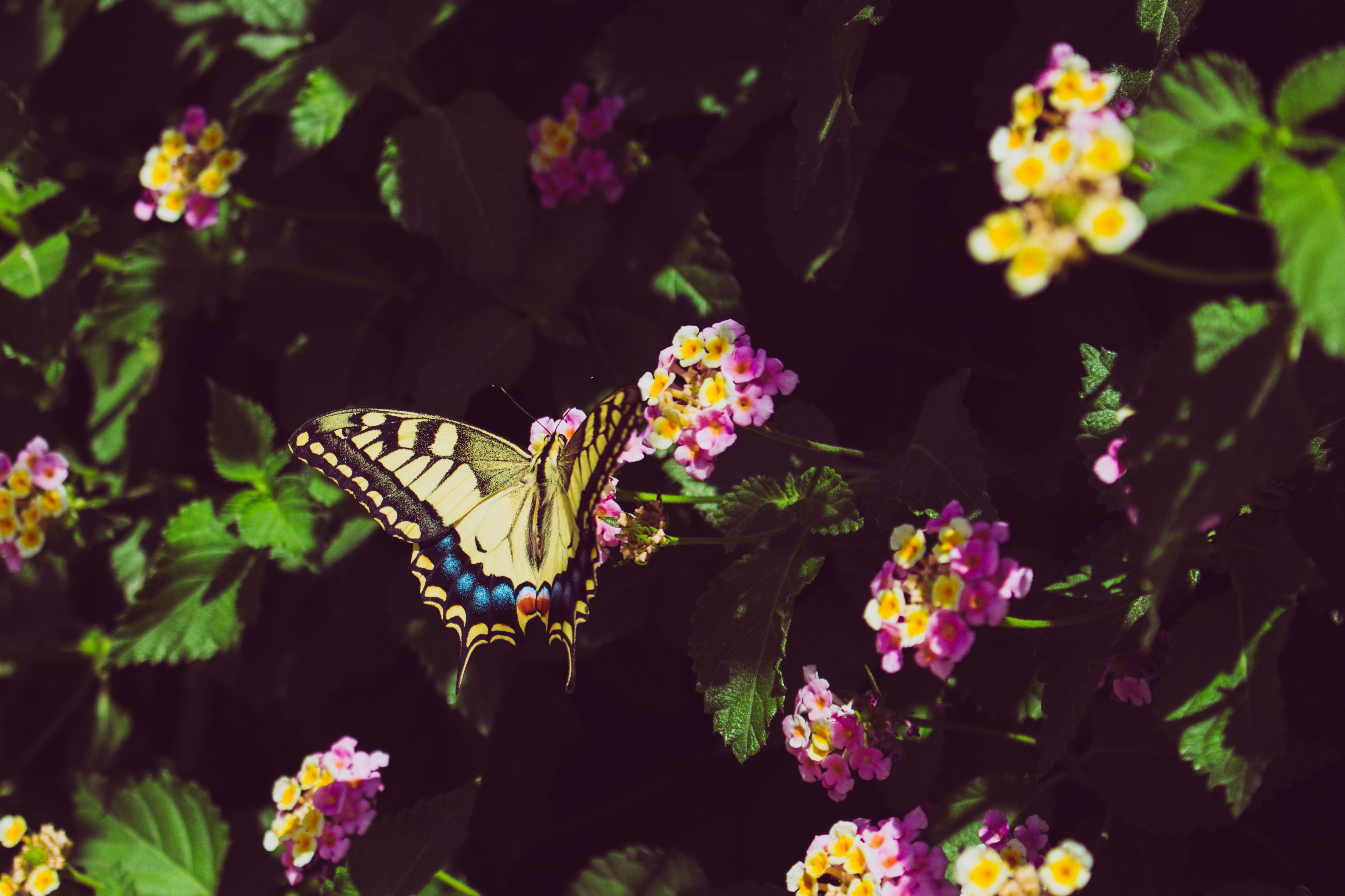 Photo by flowforfrank