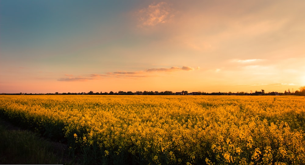 옐로우 필드(yellow field)