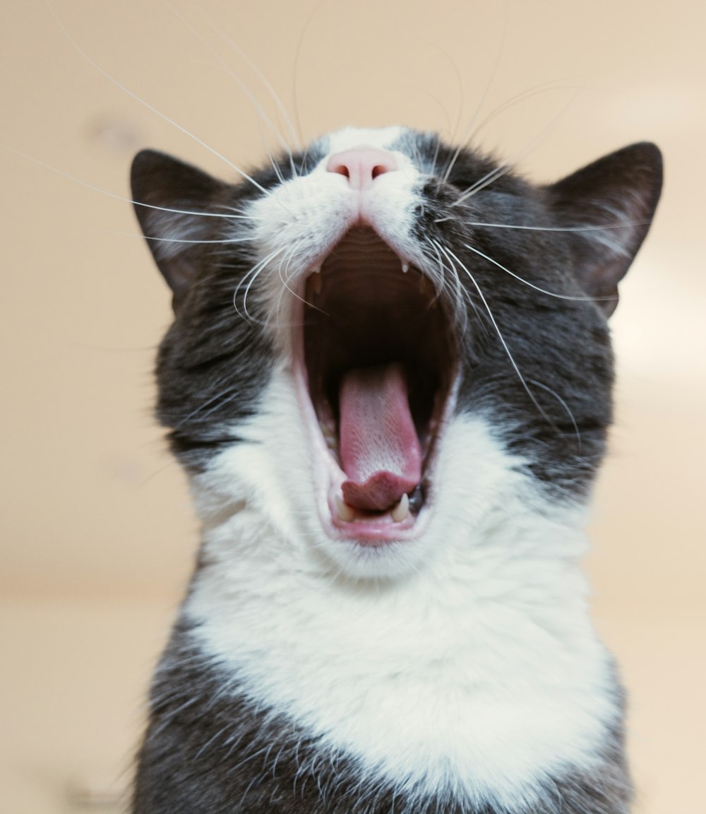 chat blanc et noir à fourrure longue