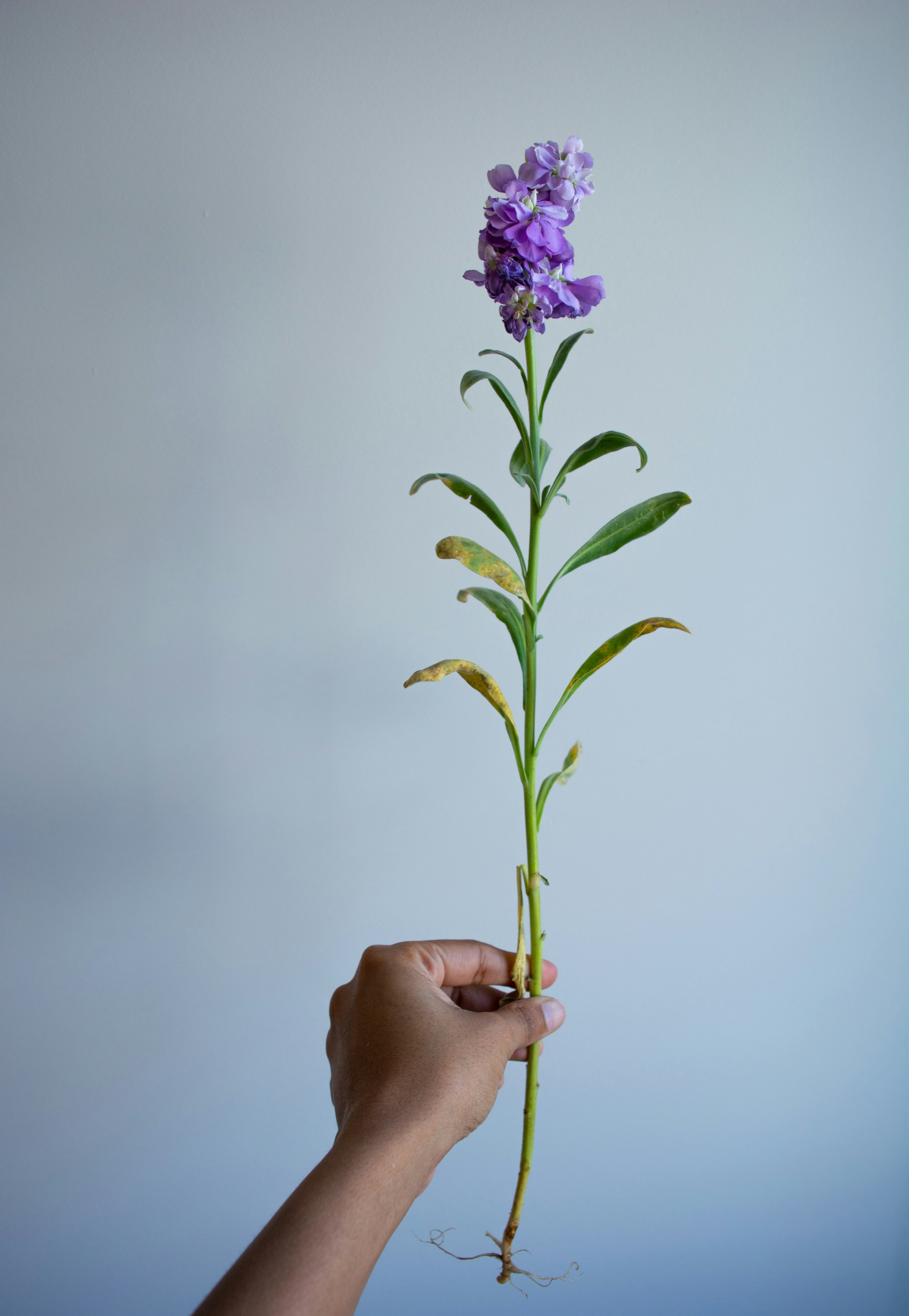 Photo by steffipereira