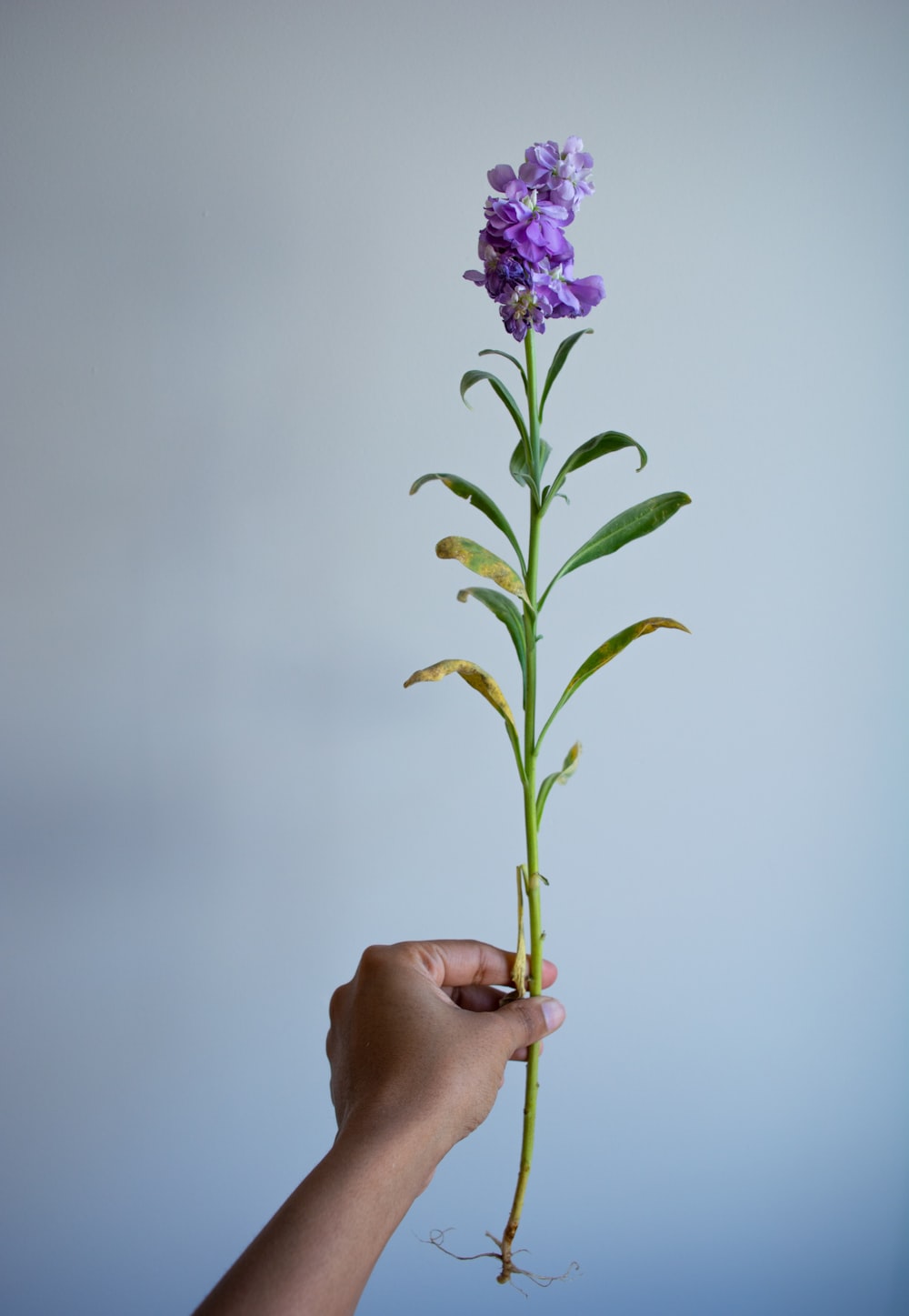 person holding purple-petaled flower