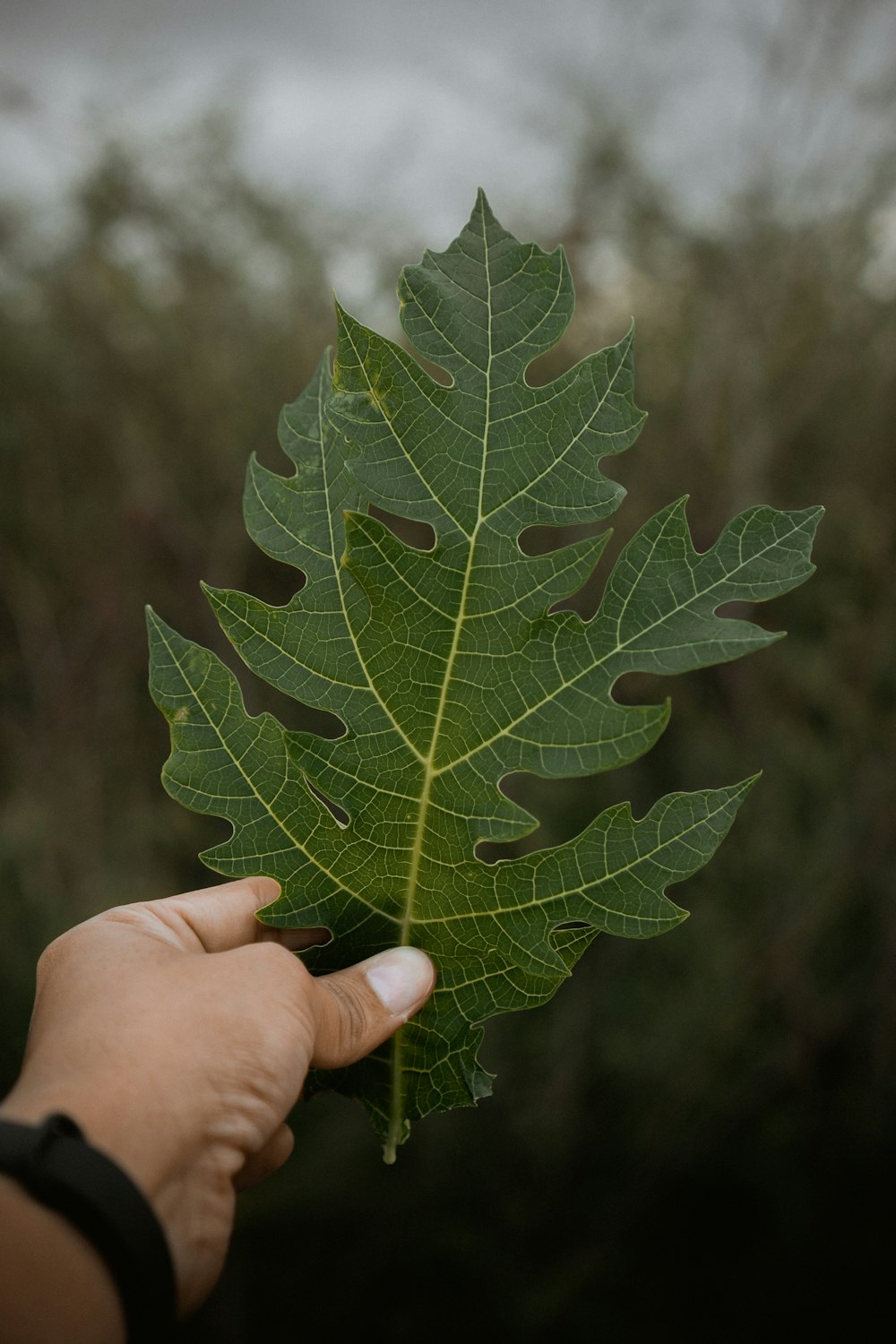 green papaya leaf