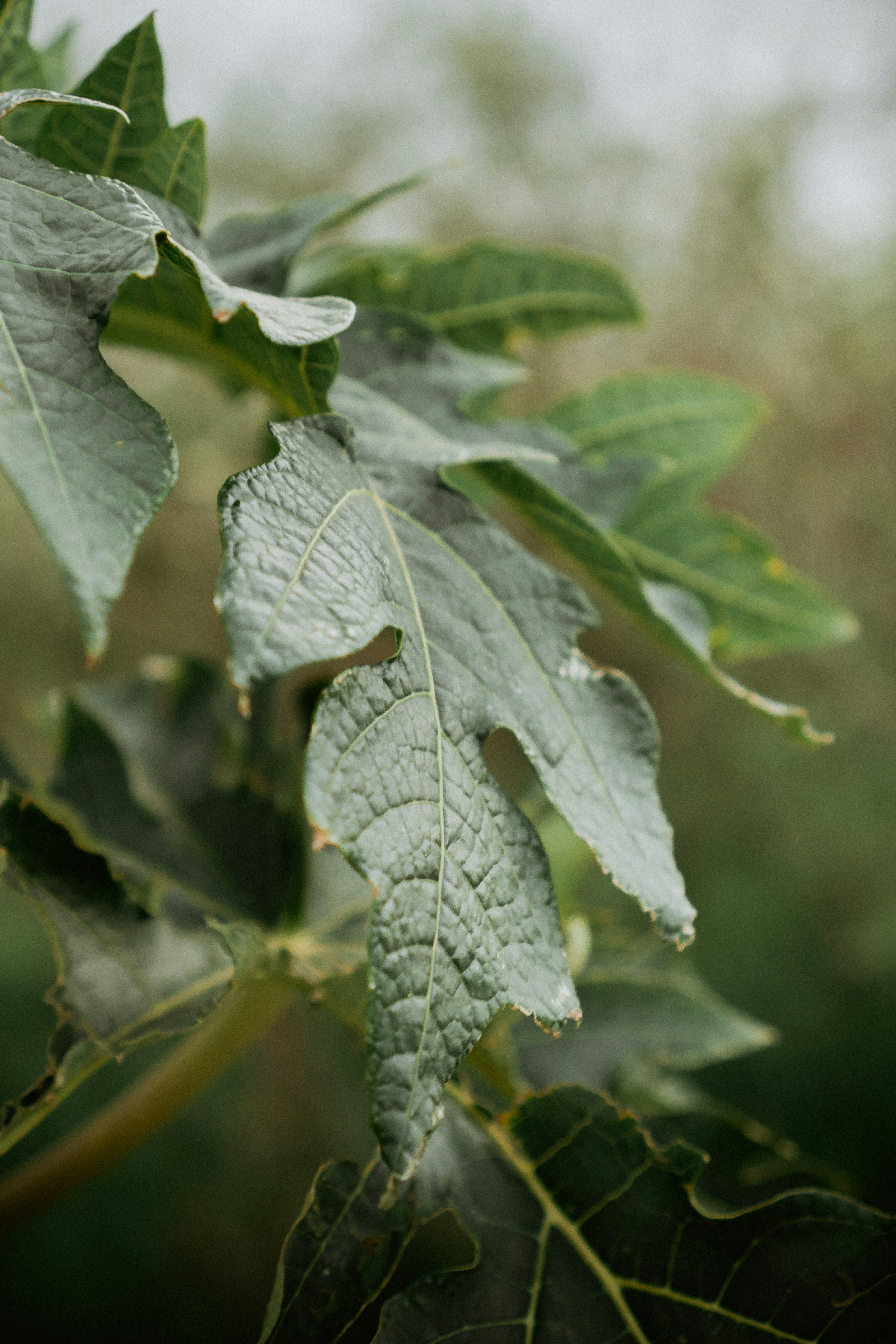 Photo by mdenkasyarif