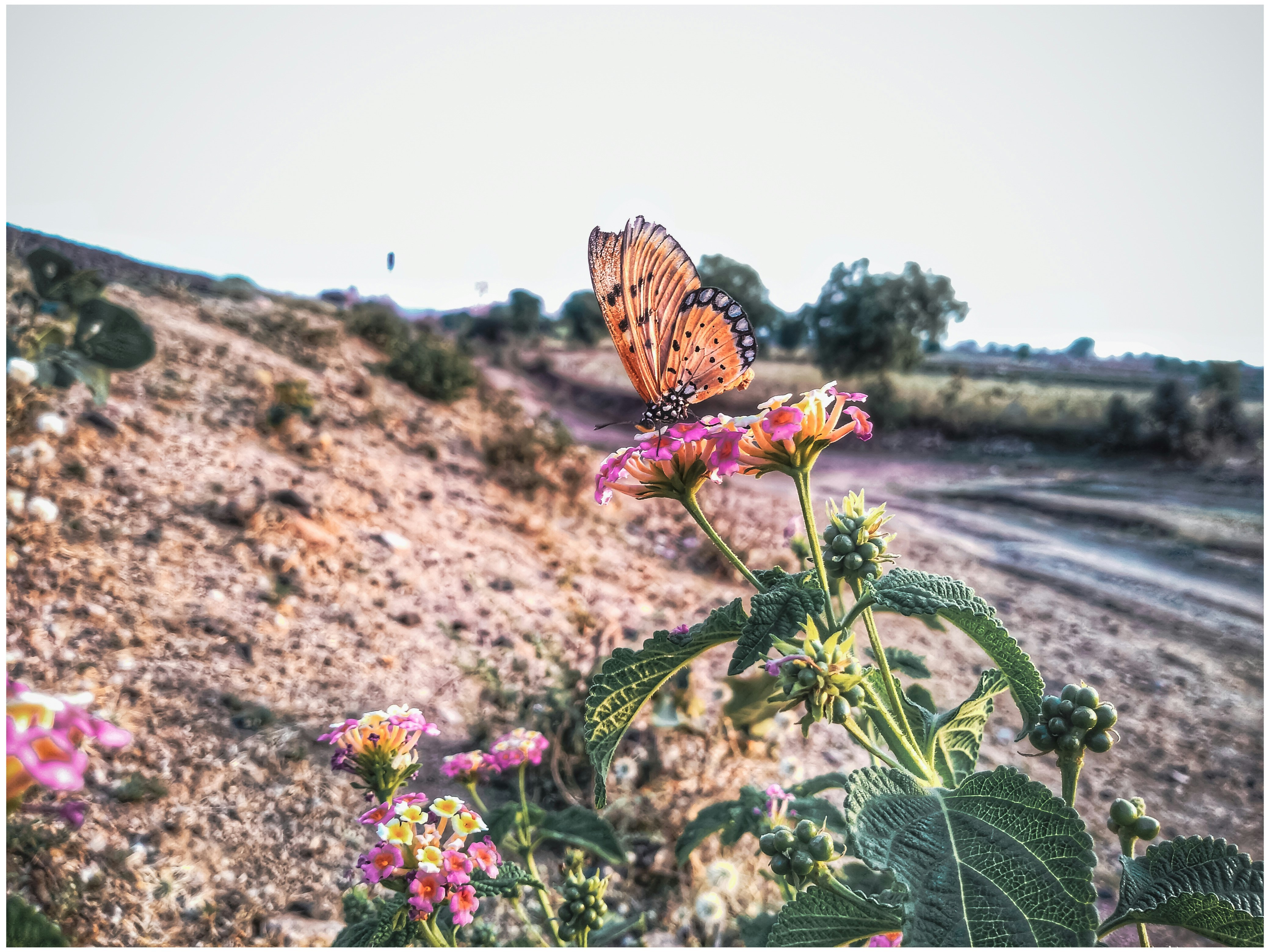 Schmetterling sitzt auf Blume