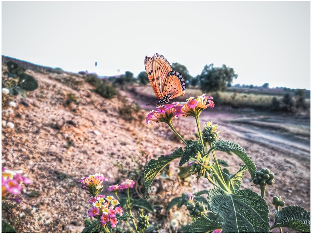 butterfly perched on flower