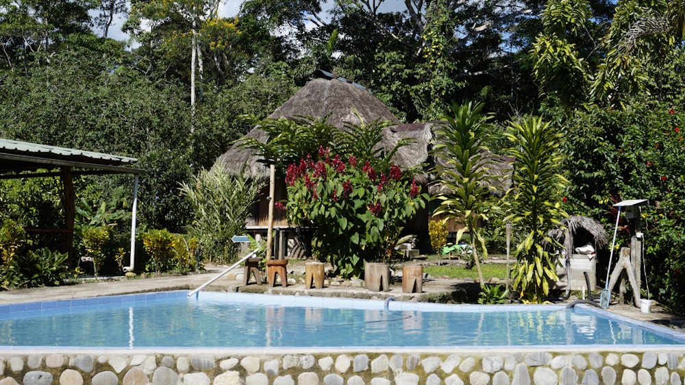 house and plants beside swimming pool