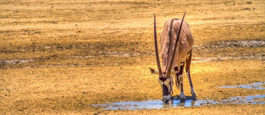 oryx drinking water in Kgalagadi South Africa