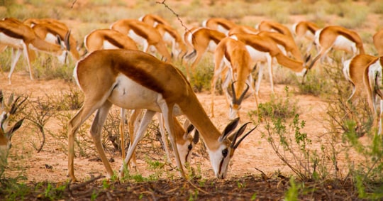 beige and brown doe in Kgalagadi South Africa