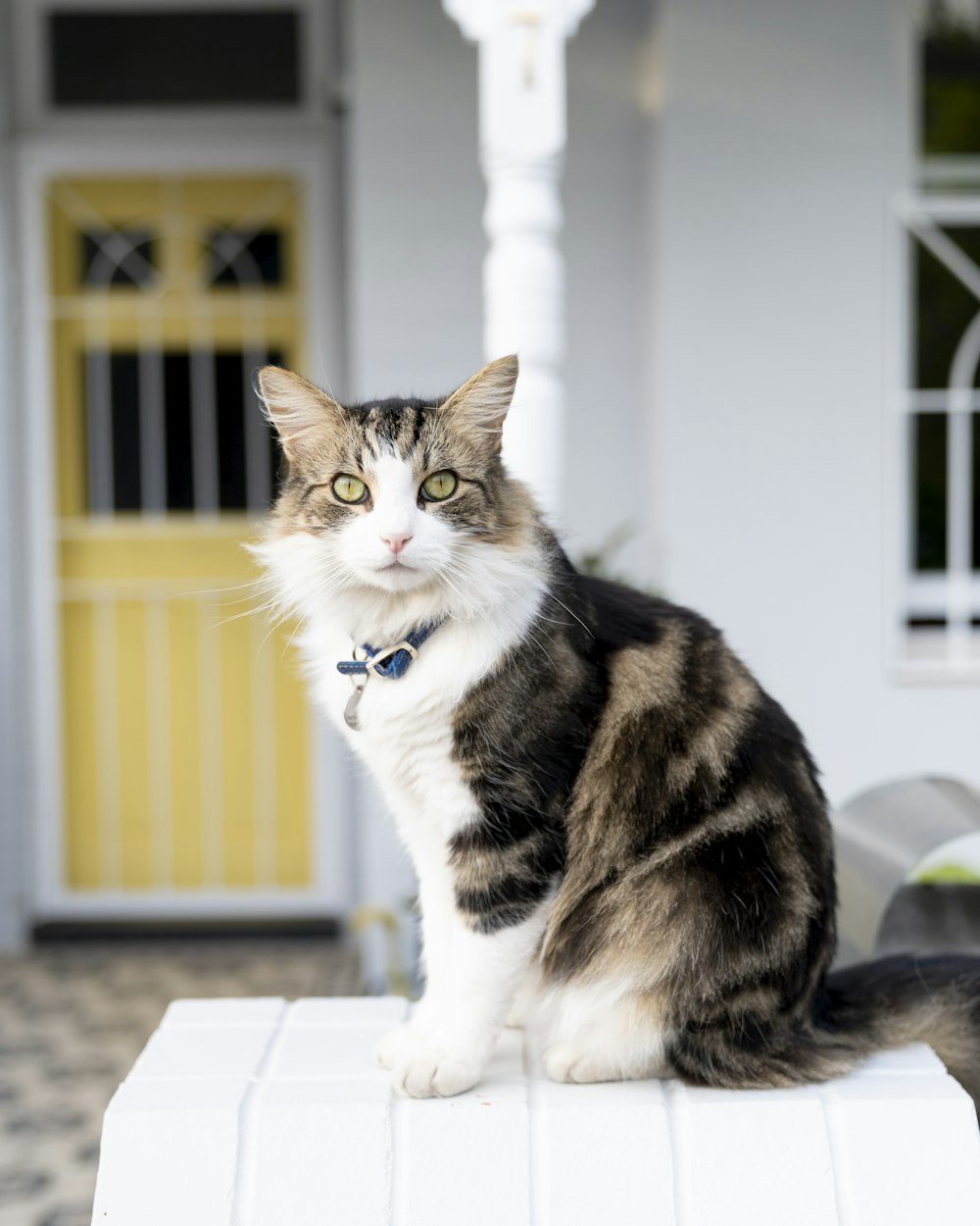 black and white coated cat