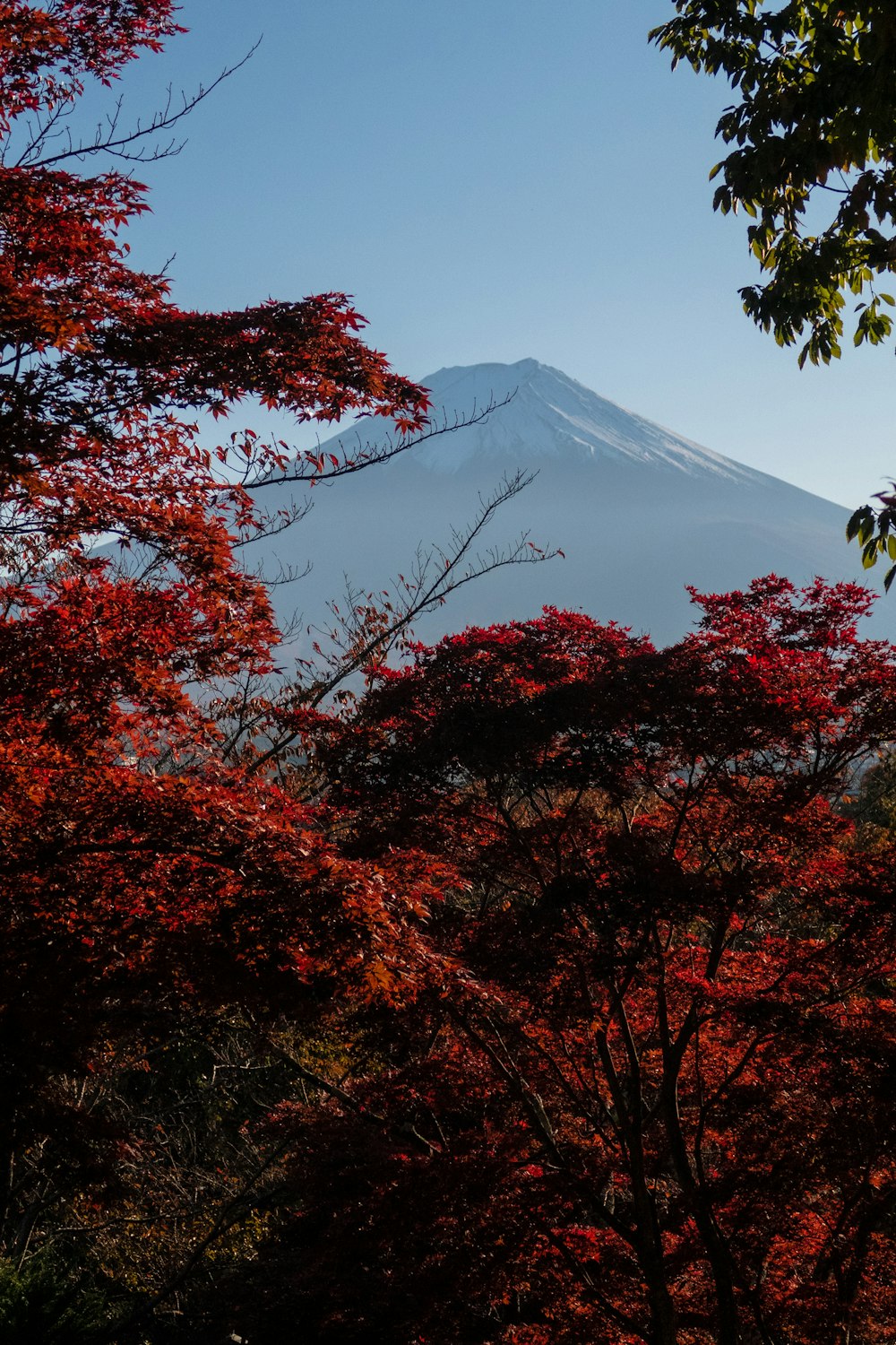 red-leafed trees near mountain