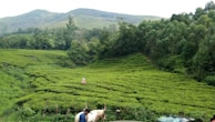 A lush green tea plantation set against a backdrop of rolling hills and dense forest. The neatly arranged tea bushes form a pattern across the landscape. In the foreground, part of a black car is visible on the right with a person and a white horse nearby. A small red sign is posted among the tea plants.