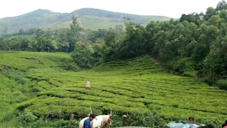 A lush green tea plantation set against a backdrop of rolling hills and dense forest. The neatly arranged tea bushes form a pattern across the landscape. In the foreground, part of a black car is visible on the right with a person and a white horse nearby. A small red sign is posted among the tea plants.