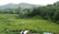 A lush green tea plantation set against a backdrop of rolling hills and dense forest. The neatly arranged tea bushes form a pattern across the landscape. In the foreground, part of a black car is visible on the right with a person and a white horse nearby. A small red sign is posted among the tea plants.